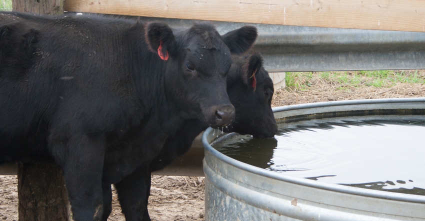 cows at water trough