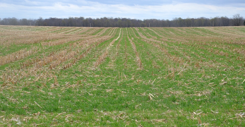 cover crop field