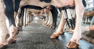 Ground-level view of row of cows being milked