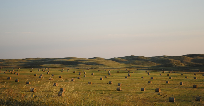Bales of hay in meadow