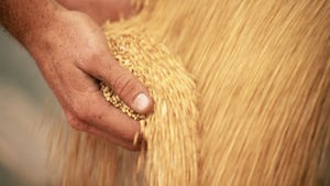Harvested wheat running through hands