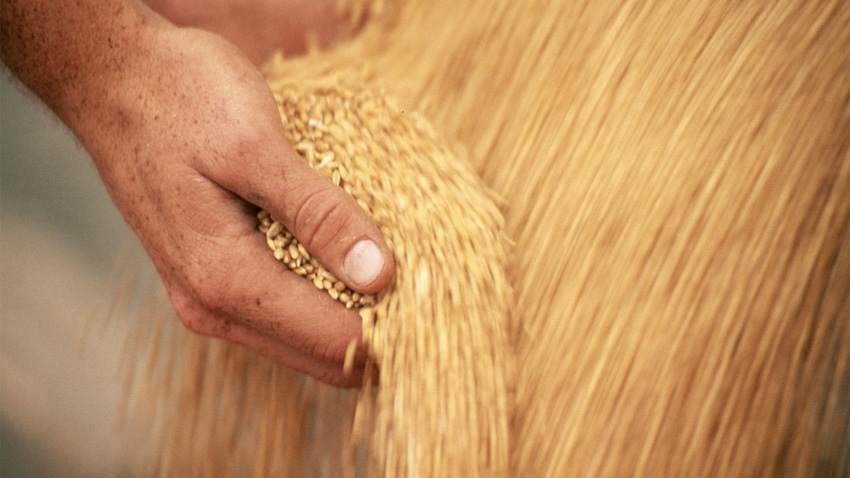 Harvested wheat running through hands Harvested wheat running through hands