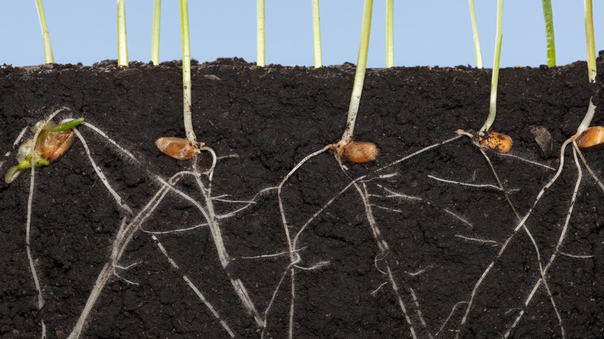 seeds and roots in soil