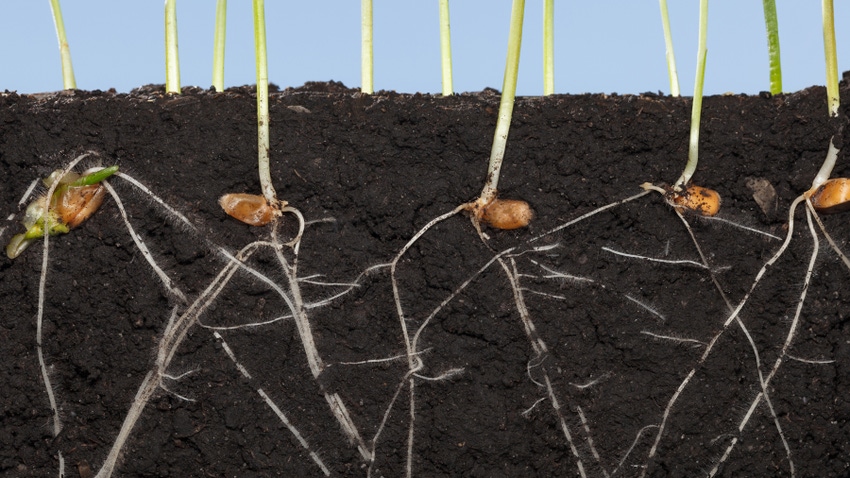 seeds and roots in soil seeds and roots in soil