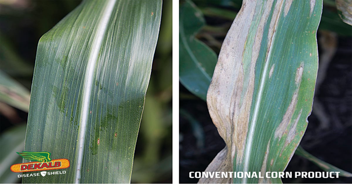 Managing corn disease: Balance yield protection with the costs of cont