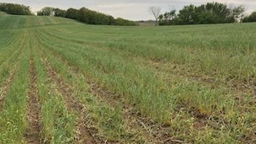 field of corn planted in cereal rye