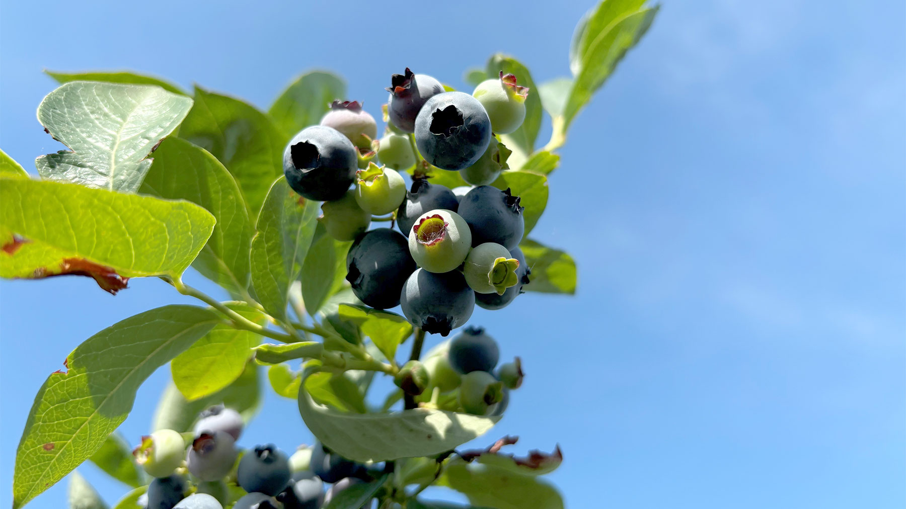 Campbell Vaughn: Tips on planting blueberries and which variety to use, image size:1800x1012
