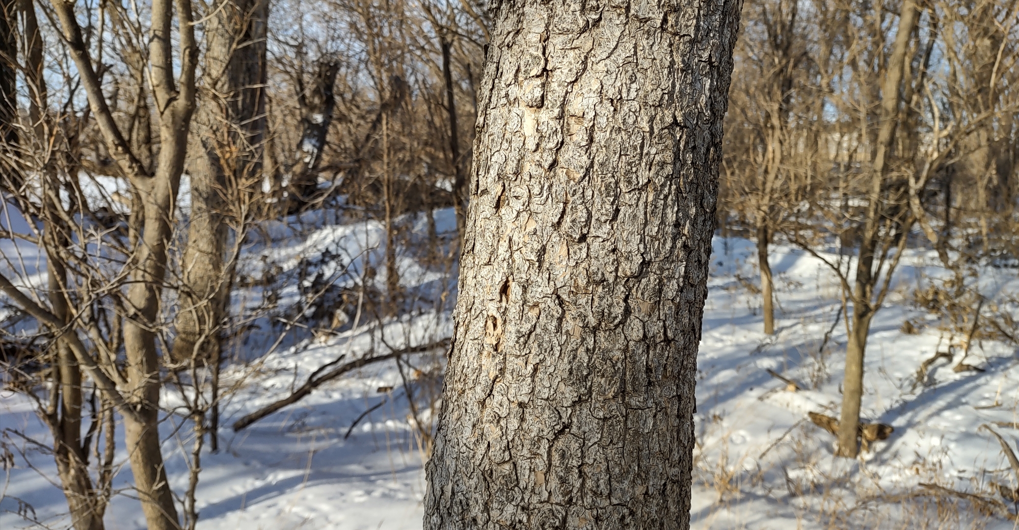 Getting to Know Bark, Winter 2011, Articles