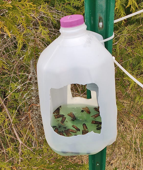 Different types of pheromone traps used in field; traps used in