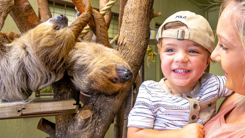 Sloth and toddler Sloth and toddler