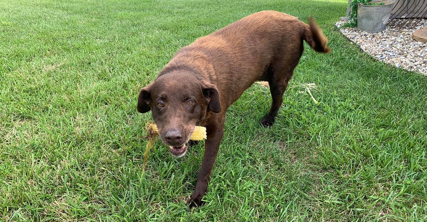 Riley the farm dog carrying an ear of corn in her mouth