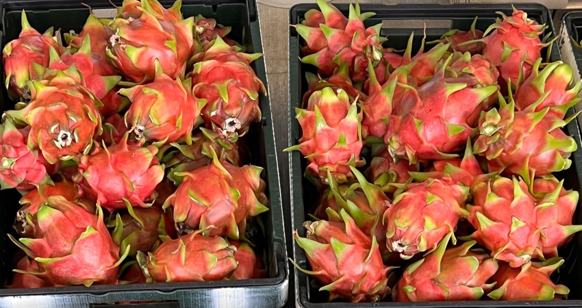 WFP-UC-dragon-fruit.jpg WFP-UC-dragon-fruit.jpg