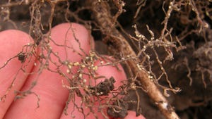signs of soybean cyst nematodes on roots
