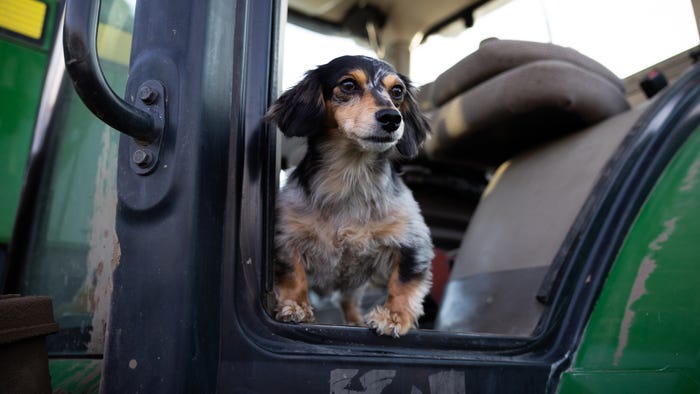 Koda, a long-haired miniature dachshund, stands at the open door of a combine