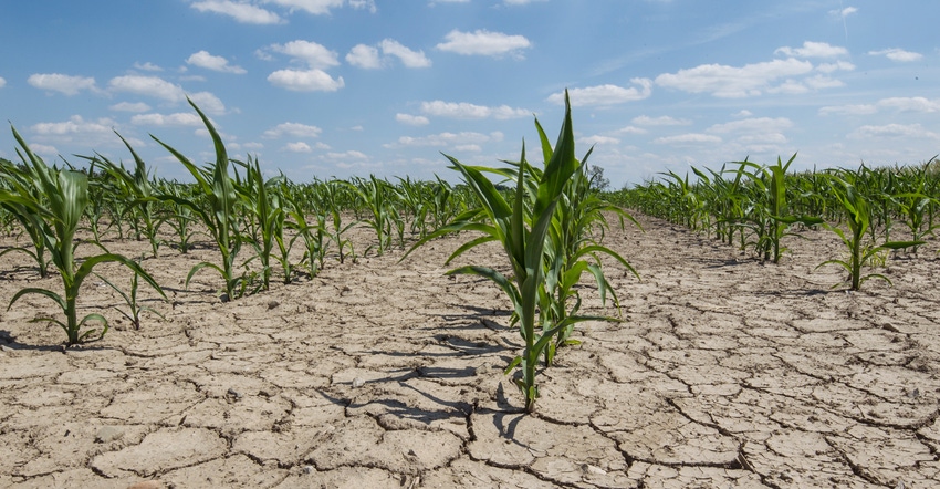 Dry corn field