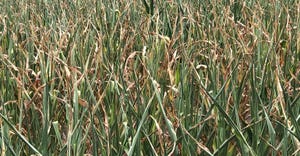 corn field showing signs of stress from drought
