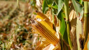 corn-grain-stalk
