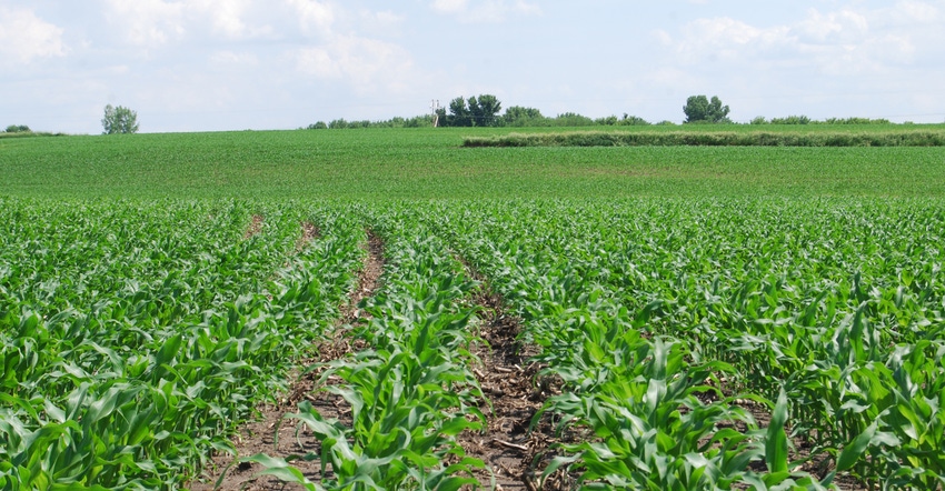 Rows of corn