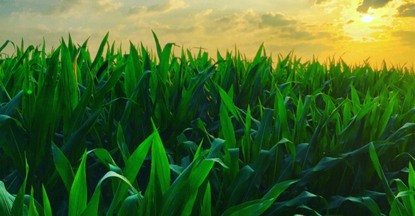 green cornfield at sunrise