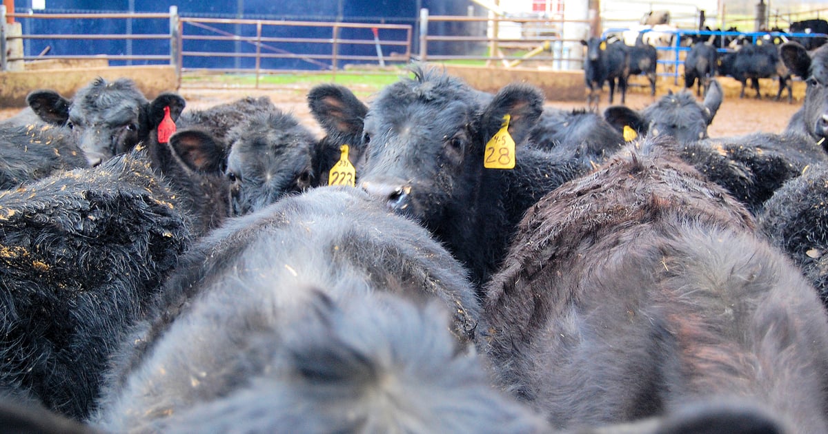Rogers’ ‘take’ on how to grow this natural beef biz