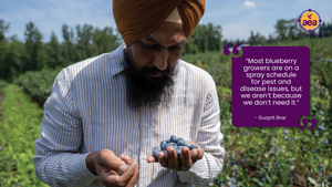 Success with regenerative blueberry production
