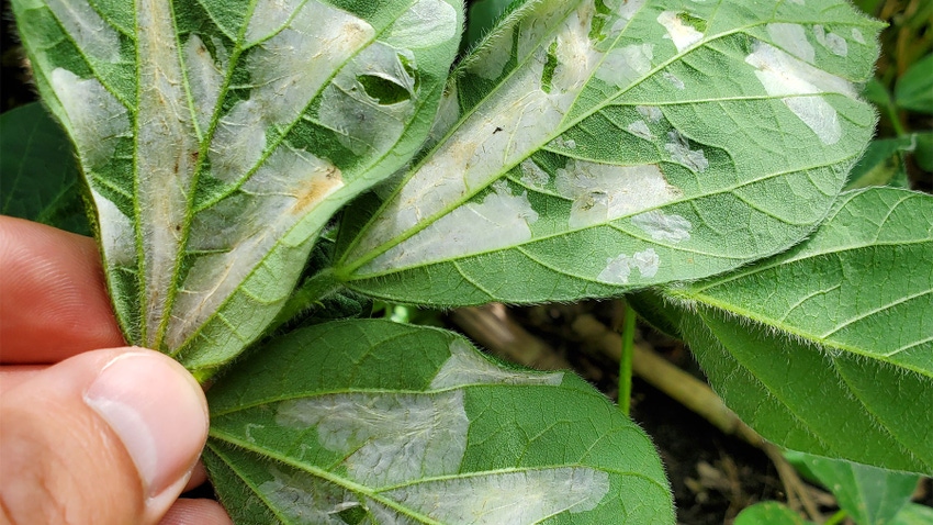  A close-up of soybean leaves with webbed like tunnels formed by the tentiform leafminer caterpillar 