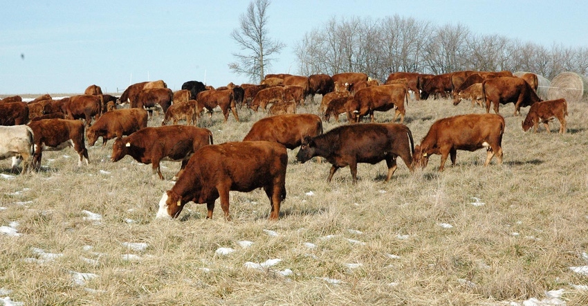 Cattle grazing pasture in the late fall, early winter