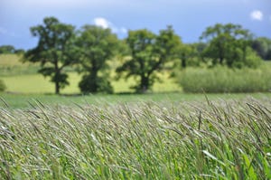 Black-grass herbicide resistance
