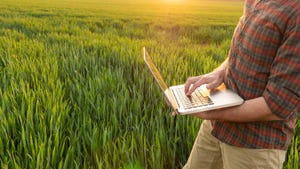 Person on laptop in wheat field