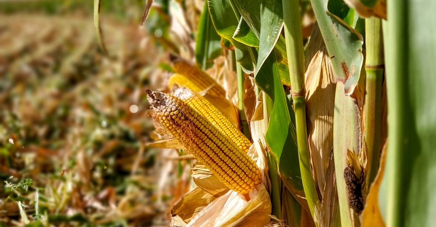 swfp-shelley-huguley-19-corn-stalks.jpg swfp-shelley-huguley-19-corn-stalks.jpg