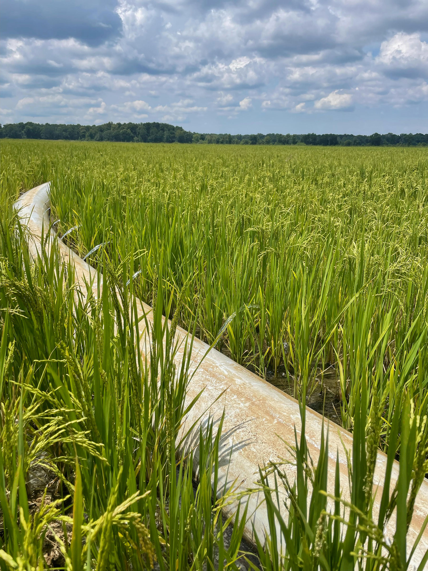 Rice farm readying for next generation