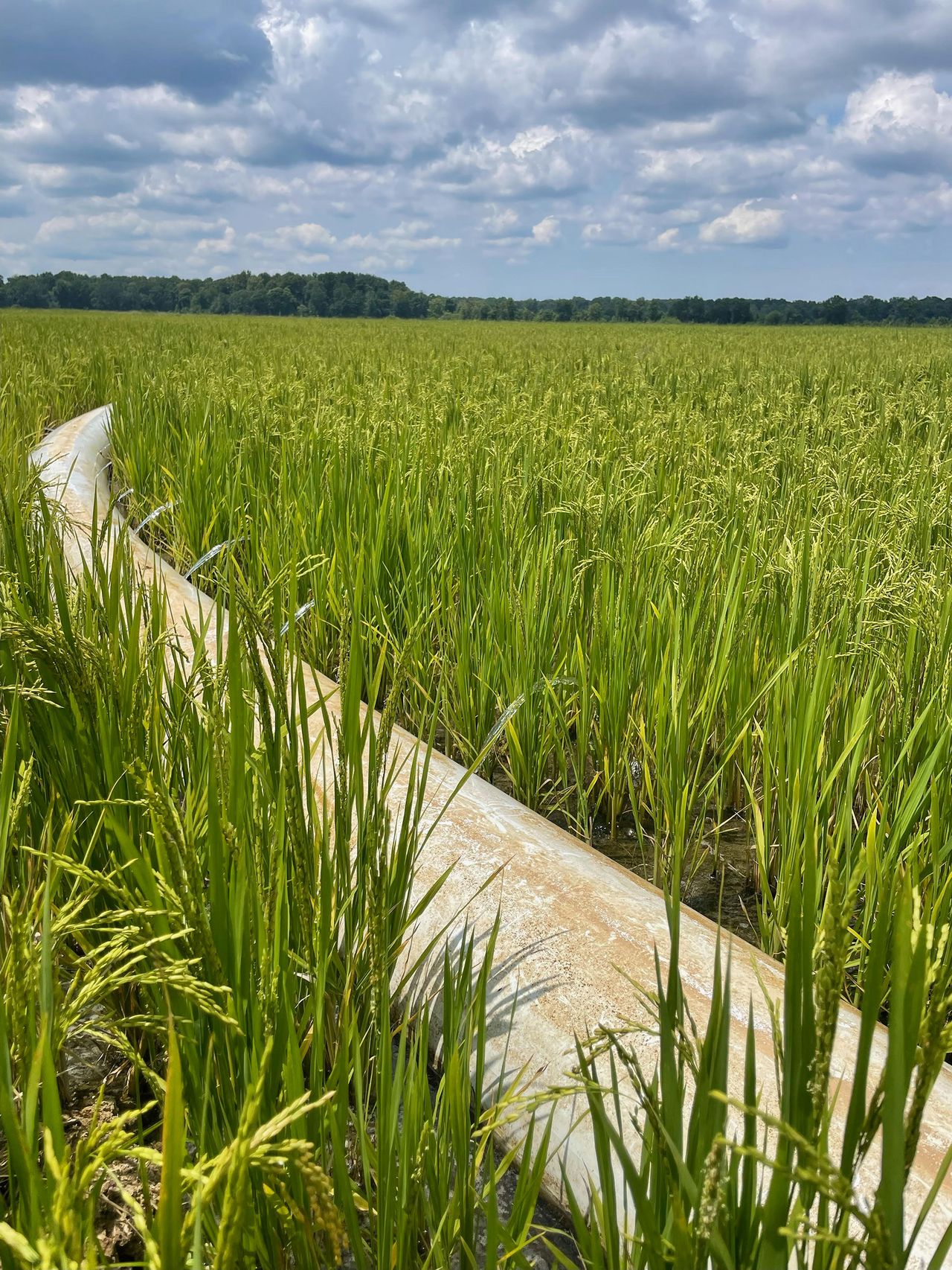 Brook Farm Rice Rice farm readying for next generation
