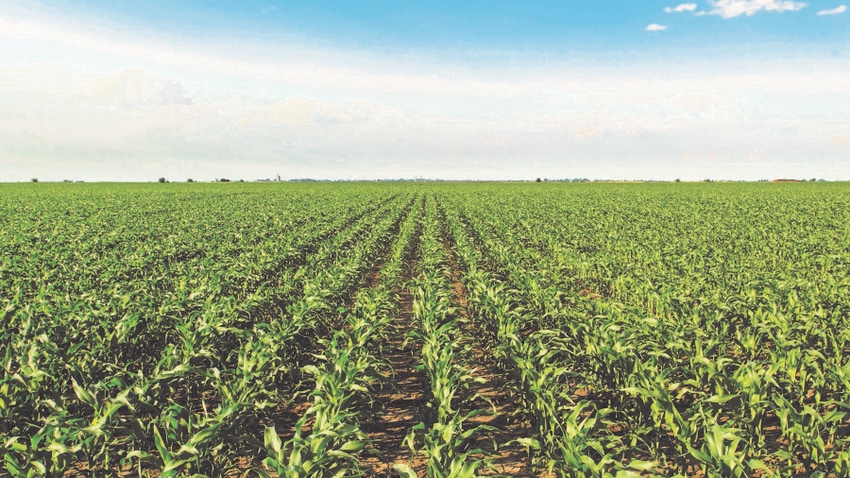rows of young corn plants rows of young corn plants