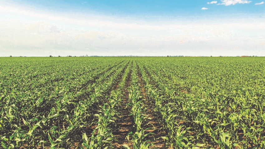 rows of young corn plants