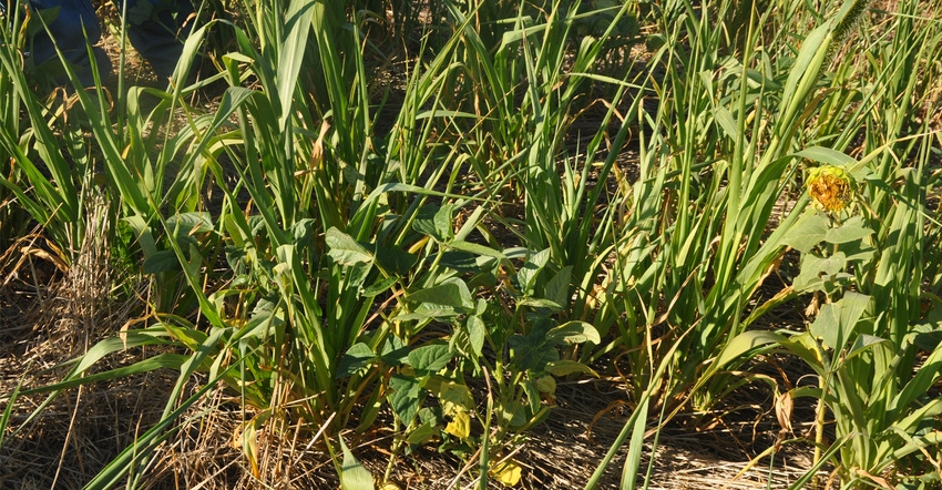 mix of cover crops 