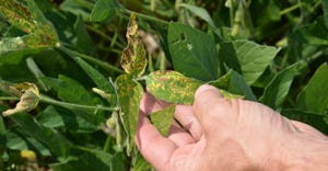 soybean leaves showing signs of sudden death syndrome disease