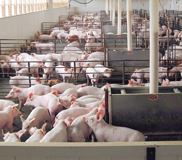 Distiller’s grain apparently safe for pigs Farm Progress