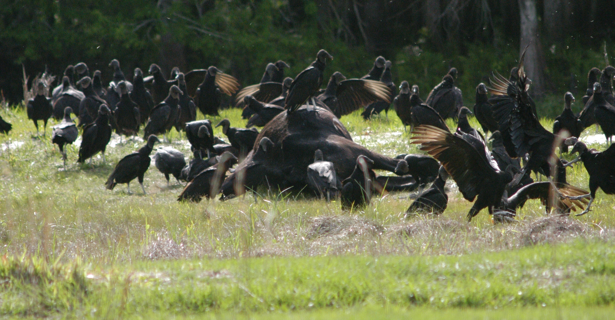 Vultures mostly forage outside protected areas; conservation efforts should  be focused there, urges study