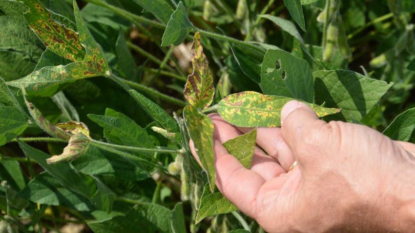 soybean plants showing signs of sudden death syndrome
