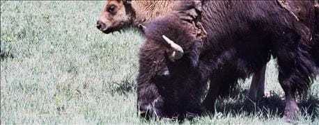 Bison Stack Demand grows for bison
