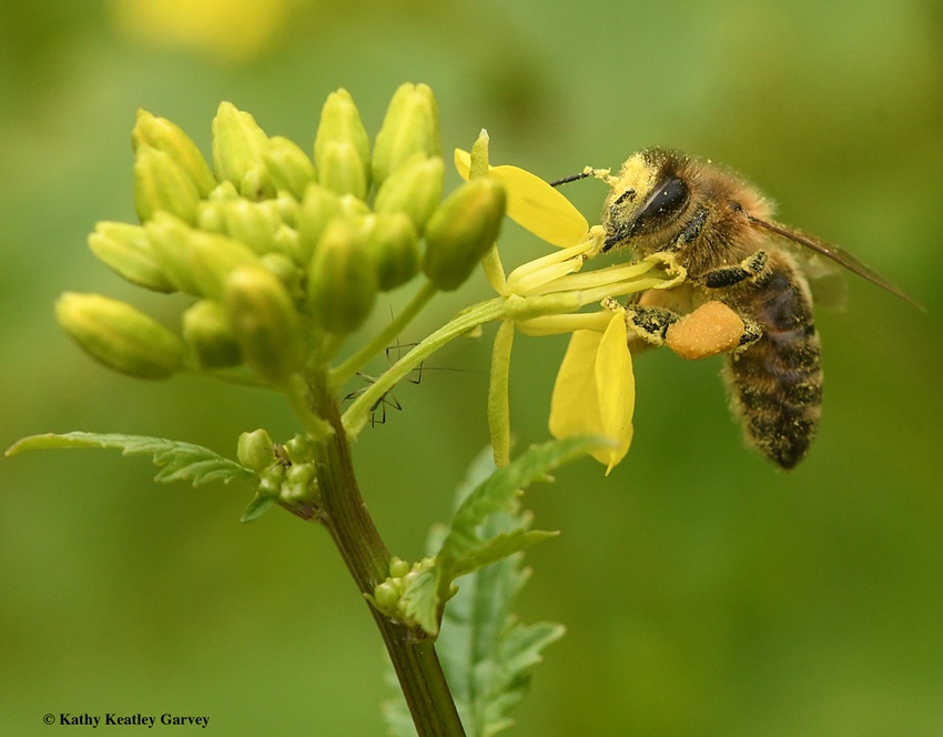 Honeybee in mustard pollen Honeybee in mustard pollen