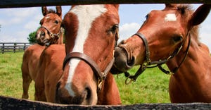 Three colts on a farm