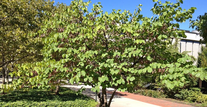 redbud tree