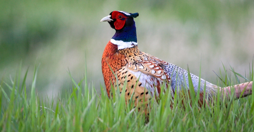 A pheasant and its bright colors stand out in the grass
