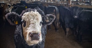Salebarn cattle USDA flickr.jpg
