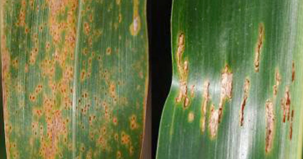 Southern Corn Rust Found in Central, Eastern Kansas