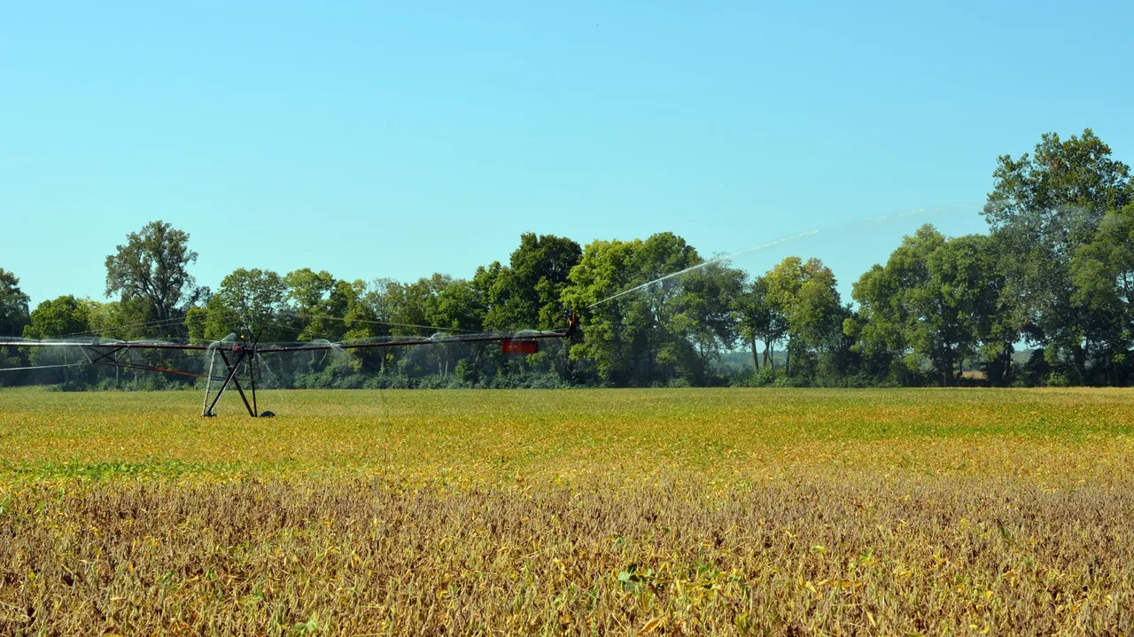soybean field near harvesttime
