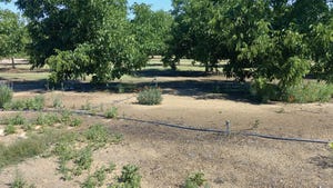 Weeds grow in and around an almond orchard.