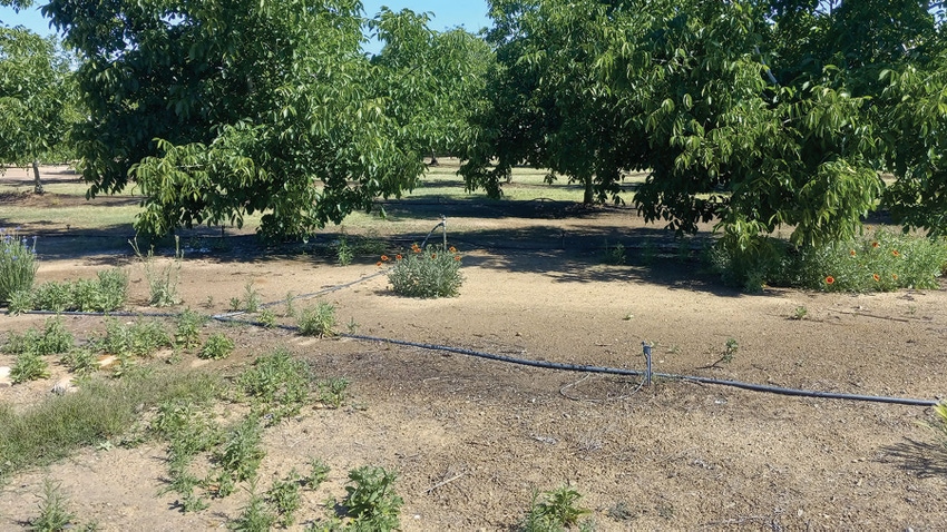 Weeds grow in and around an almond orchard. Weeds grow in and around an almond orchard.
