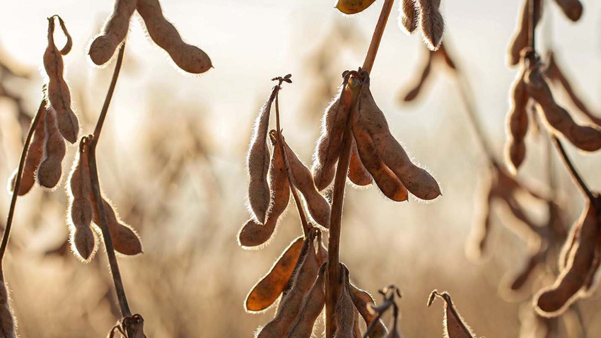 Dry soybeans in field before harvest Dry soybeans in field before harvest